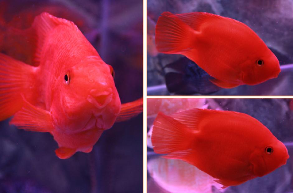 血鹦鹉鱼品种,血鹦鹉鱼哪个品种最好