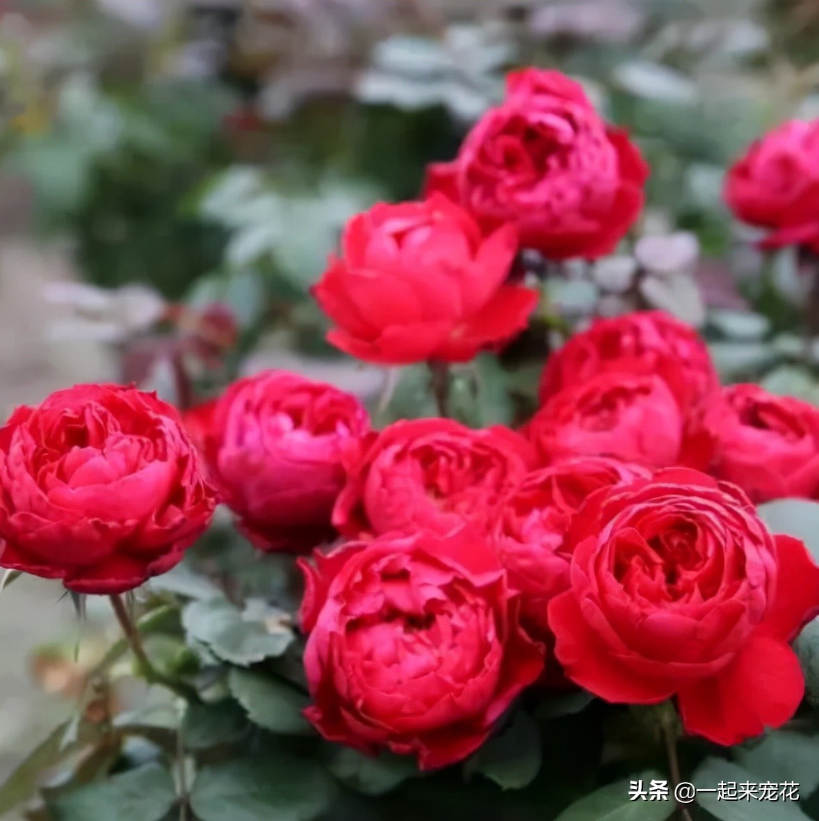 月季花名贵大气的品种,月季花香味排行榜