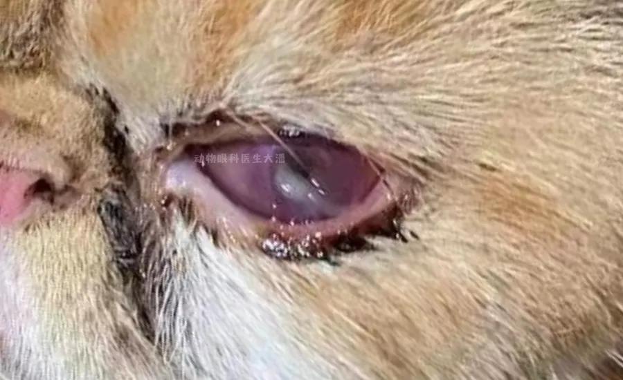 角膜溃疡穿孔的典型症状,眼睛溃疡穿孔已经看不见怎么治疗