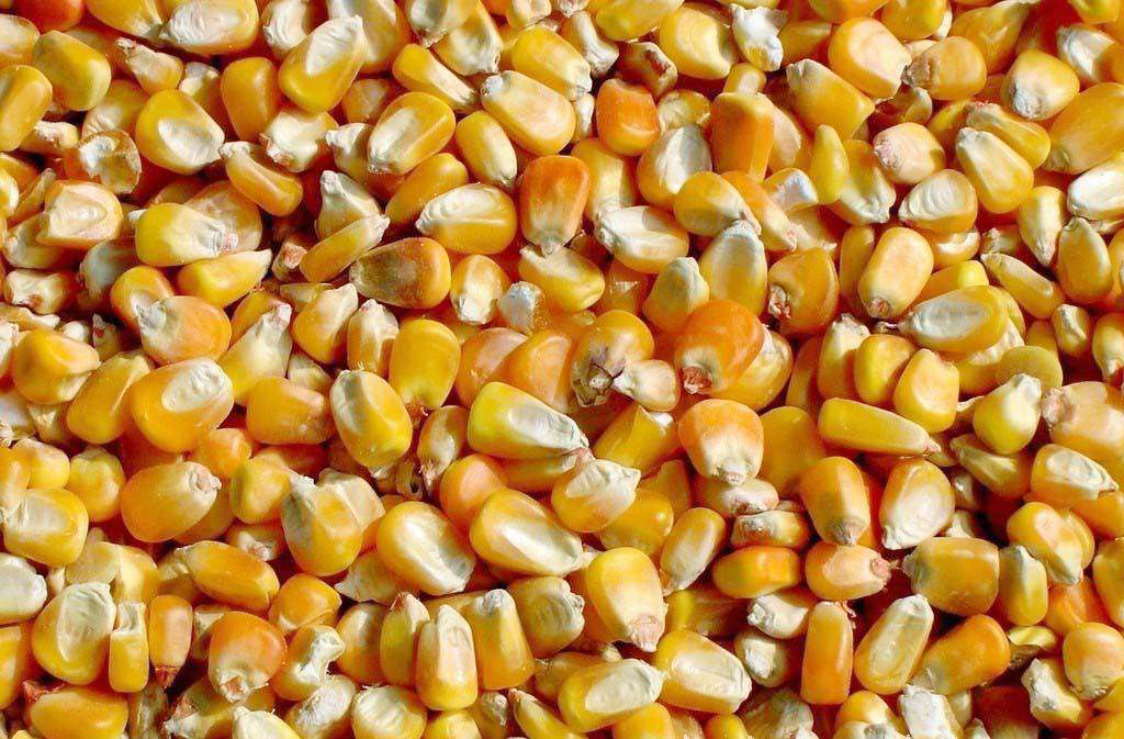 大粒玉米种好还是小粒好,玉米种子怎样种植才能高产呢