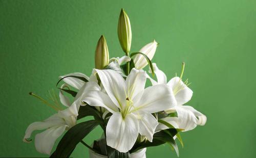 百合花怎样种植方法和技巧,百合花叶尖枯黄怎么回事