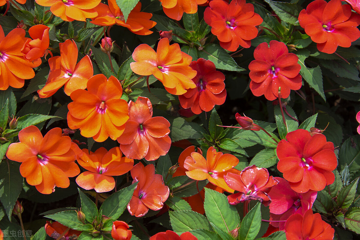 认识的100种花,室内五种好看的花卉