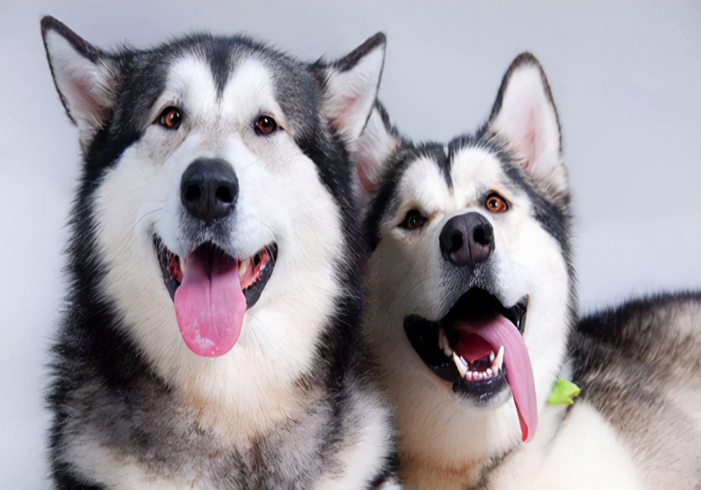 狗狗呕吐的症状及解决方法,狗狗出现呕吐的原因以及处理方法