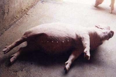 猪关节肿胀最佳治疗方法,猪浑身发紫高烧怎回事