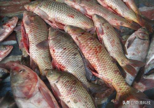 重中之重的8、9月长鱼旺季，淡水鱼细菌性败血症的防治技术