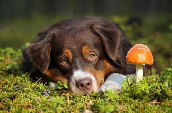 发现狗狗中毒怎么办,狗狗如果中毒第一时间怎么抢救