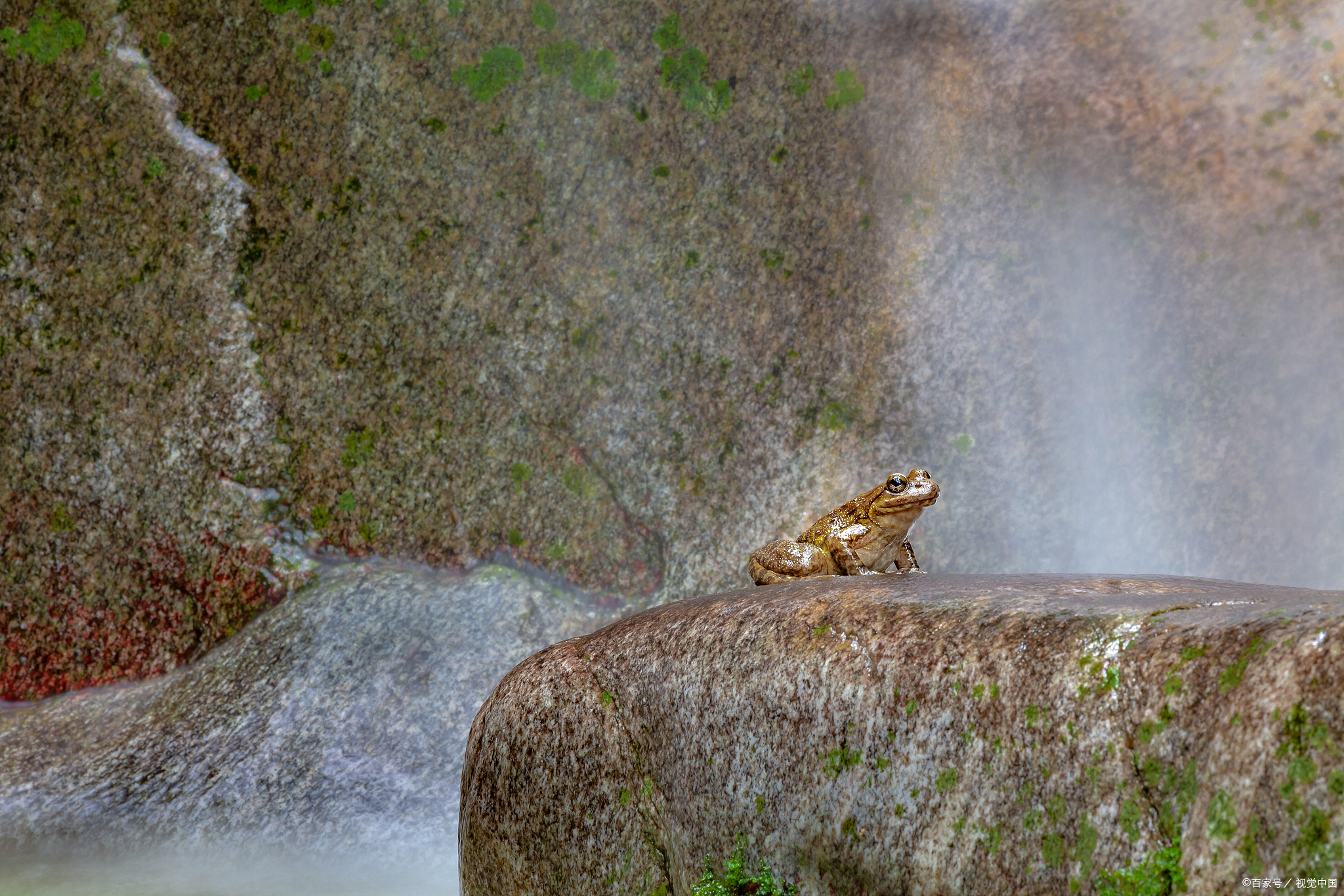 青蛙攀爬技巧视频,青蛙们的比赛