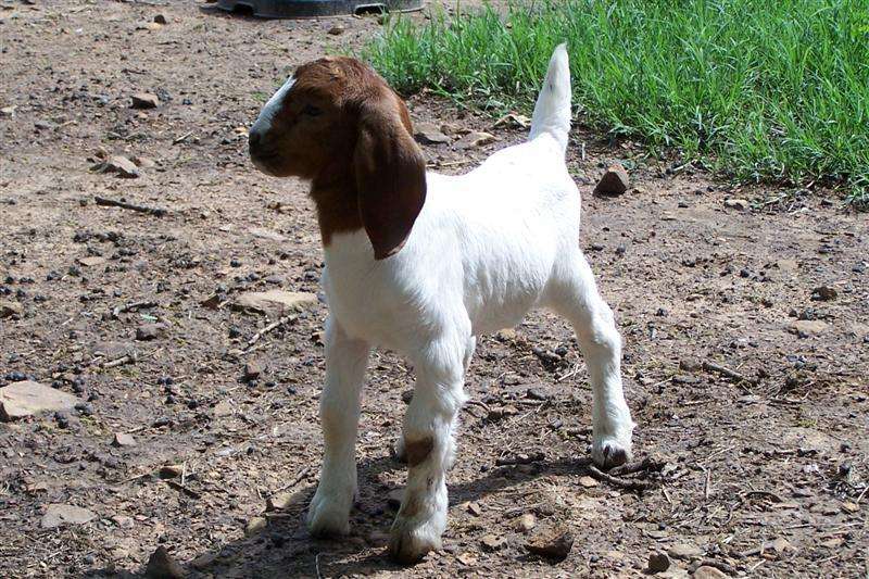 山羊咳嗽是怎么回事,波尔山羊反复发烧咳嗽