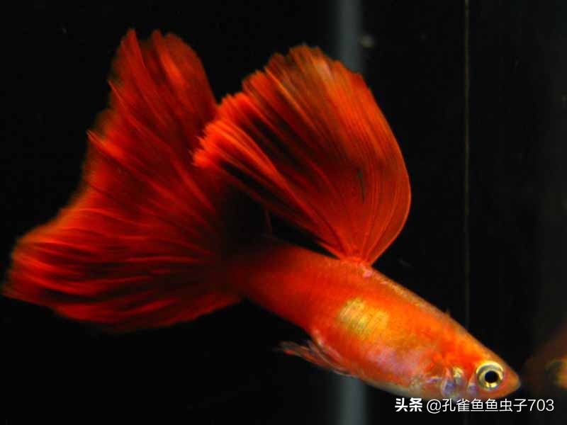全红孔雀鱼怎么繁殖出好的品相,全红孔雀鱼怎么就是不生