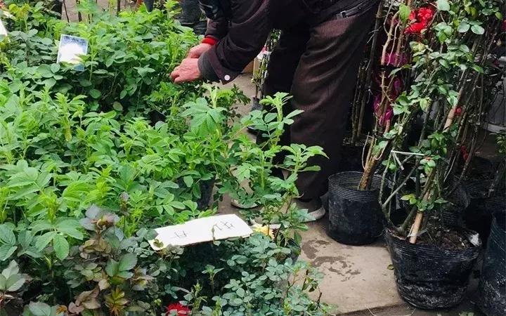 警惕这些诈骗新花招,这几种花有危险