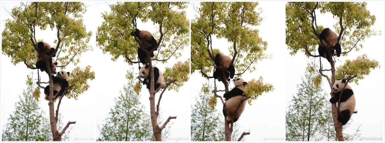 因为你们，“爱豆”的世界离我们不再远咯