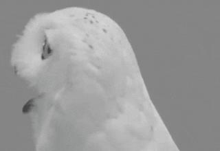 六个月宝宝缺铁又不吃辅食怎么办,十个月宝宝缺铁可以吃什么辅食