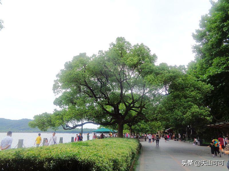 西湖一日游西湖景色到底有多美,再说一遍西湖之美