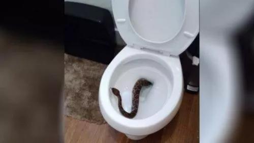 在泰国上厕所都快上出神经衰弱了，谁来救救我