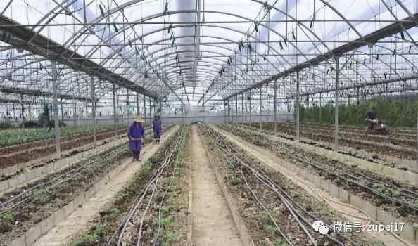 小型温室大棚用什么样的大棚,塑料大棚对比玻璃大棚