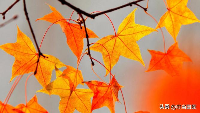 叮当国医门诊部是干什么的,叮当国医问诊流程