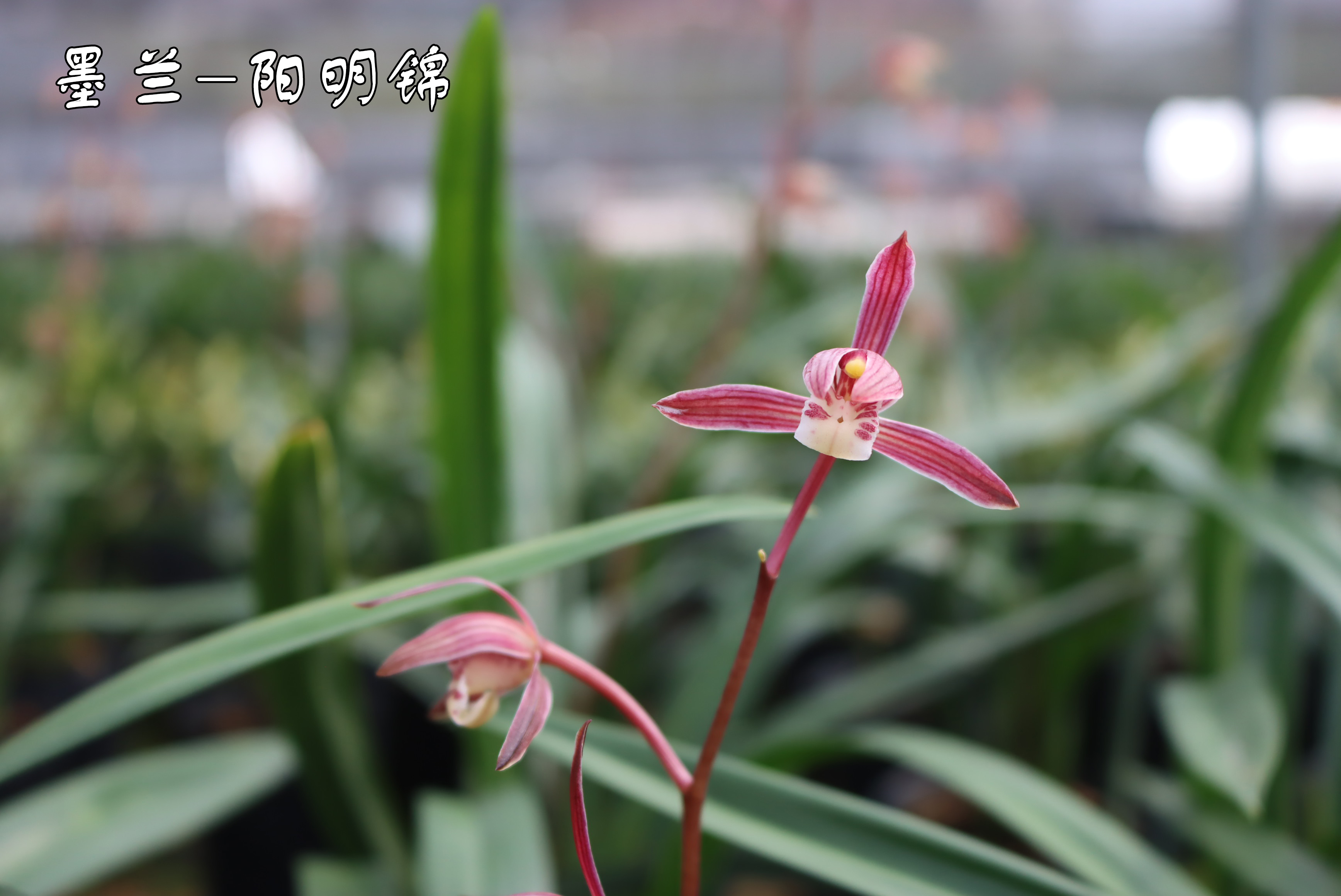 墨兰红花桃姬品种图片,墨兰开红花和黄花哪个贵