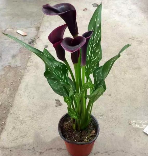 马蹄莲怎么养殖才开花,马蹄莲怎么种才可以开花