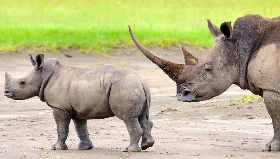 世间稀有的白色长颈鹿母子，在非洲被残忍猎杀，发现时只剩骨骼
