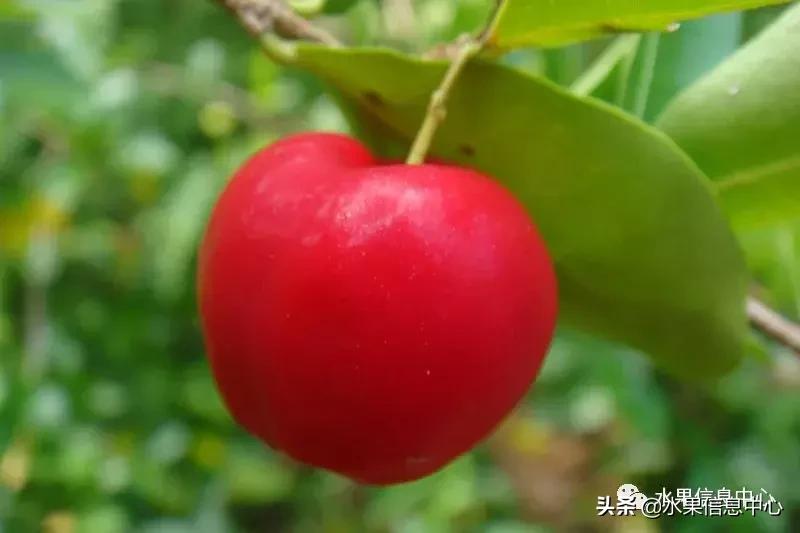 针叶樱桃不是樱桃,针叶樱桃与山樱桃一样吗