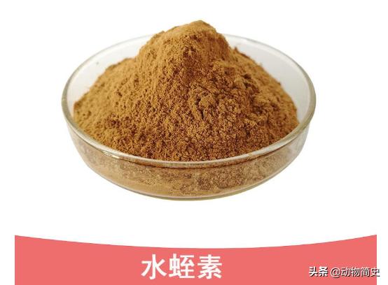 水蛭吸血救人视频,水蛭吸血疗法的正确方法