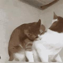 今日表情包第三弹图片,今日表情包收藏