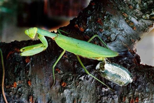 昆虫界的顶尖杀手,昆虫界的生存法则也残忍