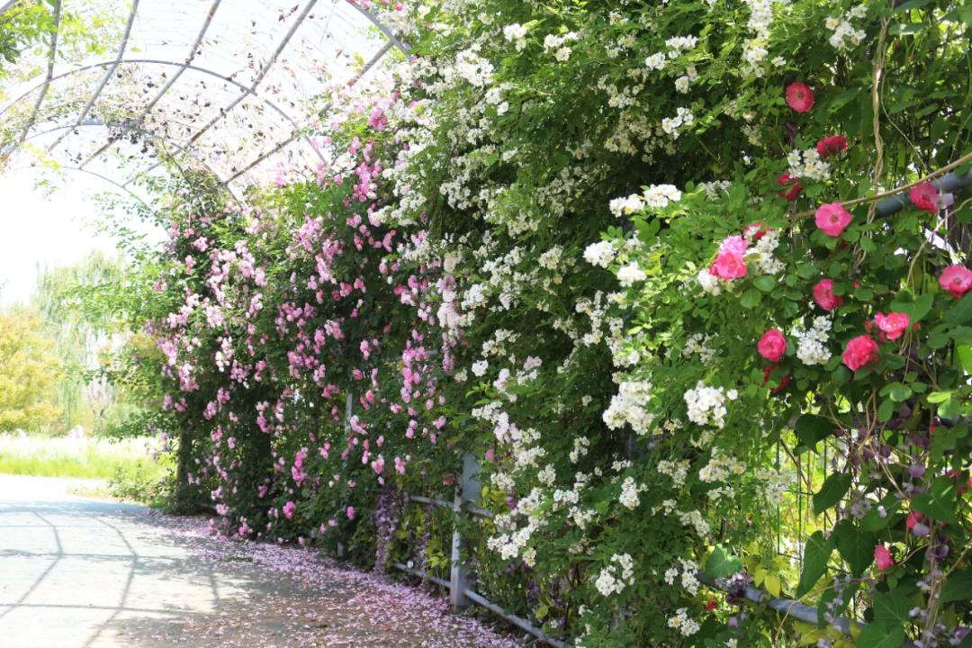 5.17遇见Ta在一起|这里有个不一样的脱单机会，速来~