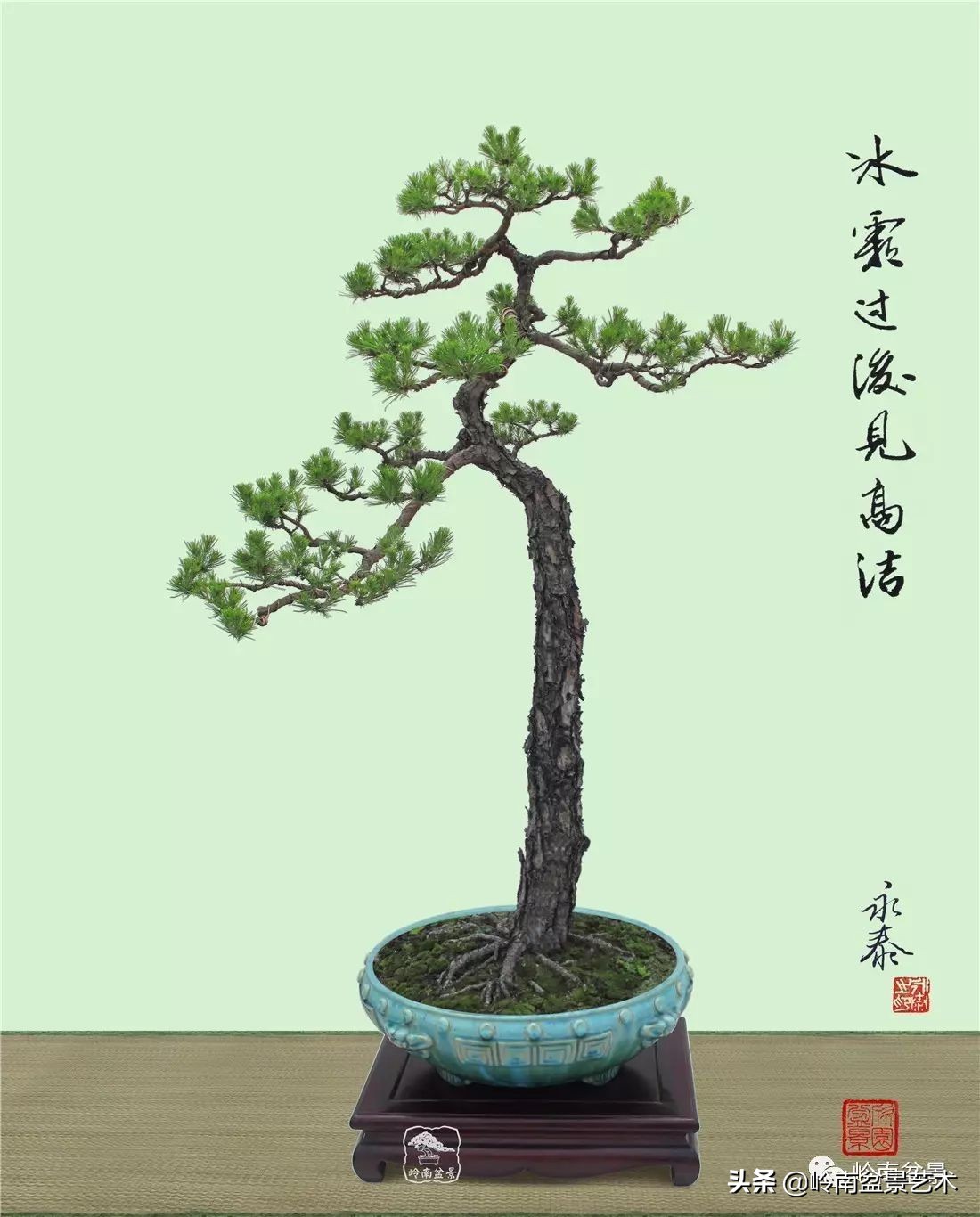 山松马尾松盆景,盆景大师郑永泰有书吗