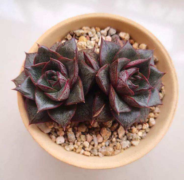 最美的20种多肉,15种最美的多肉