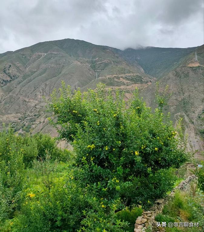 当你吃过黄香蕉苹果黄元帅就懂了现在藏区的小金冠苹果为何受欢迎