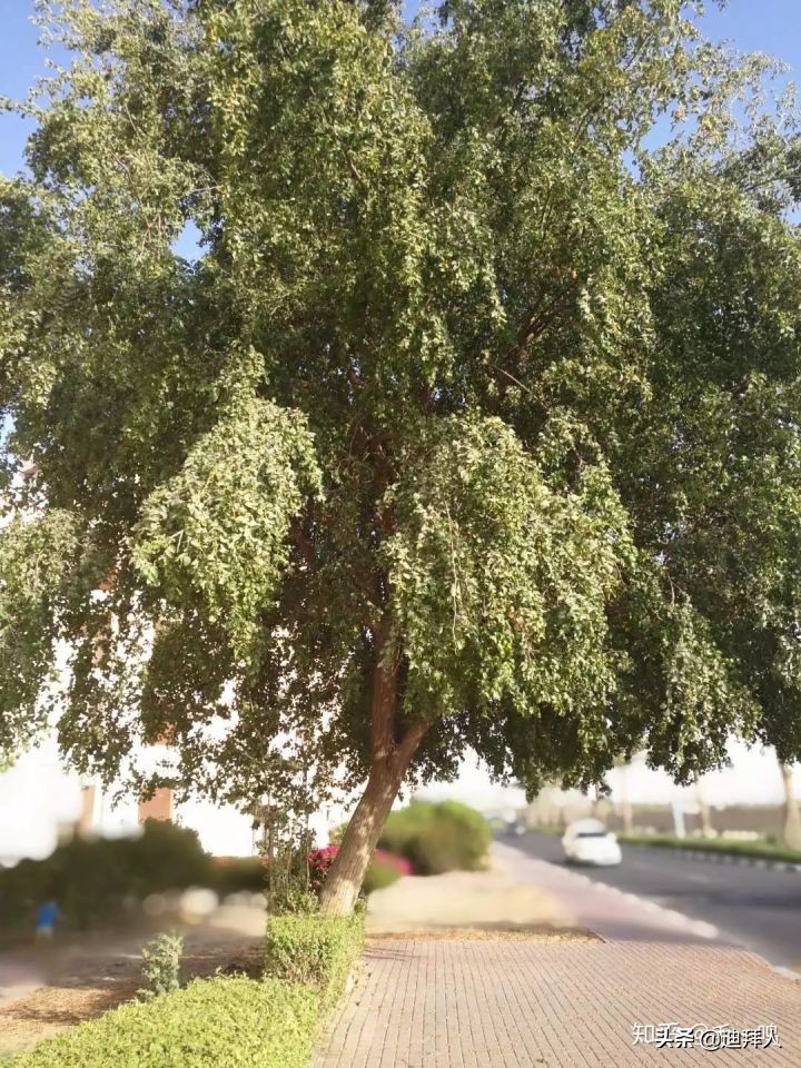 迪拜种植一棵树的成本,在迪拜种一棵树一年的成本