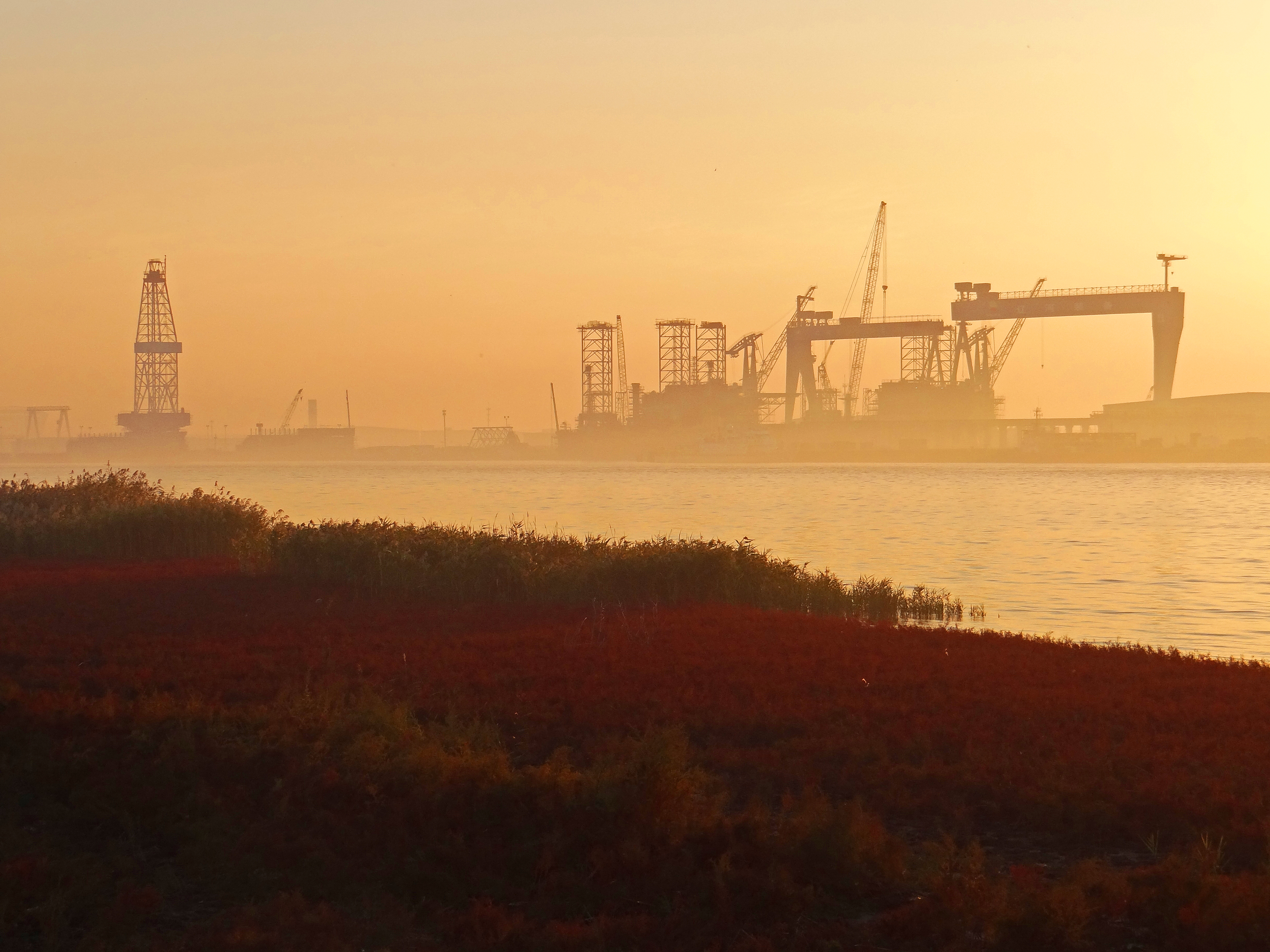 盘锦红海滩碱蓬草,神奇的碱蓬草