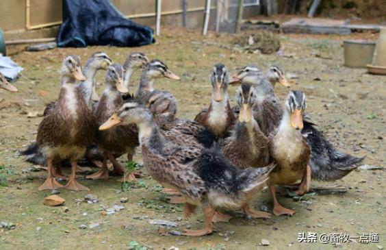 鸭受精率低是什么原因,怎样给种鸡母鸭输精是正确的