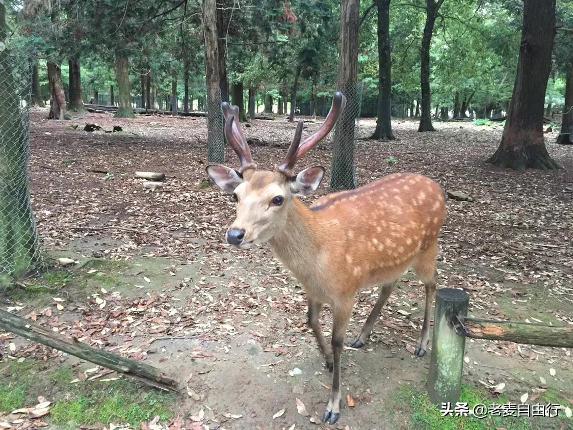 奈良和小鹿的约会,日本奈良与小鹿