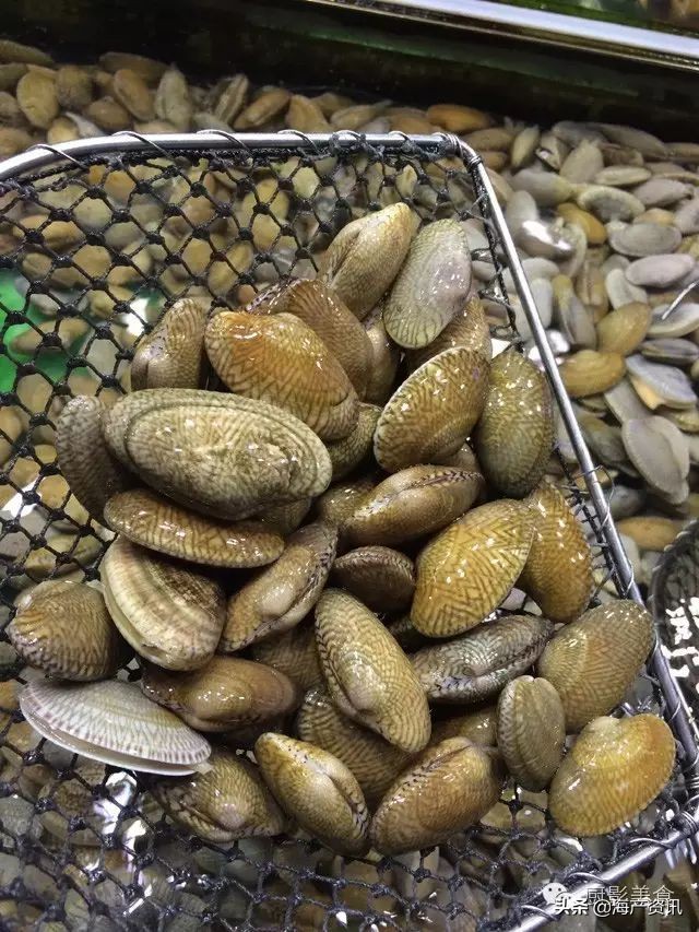 这些外形奇葩而味道超级赞的海鲜,广东十大硬核海鲜品种