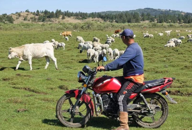 带毛驴徒步新疆,带着毛驴徒步
