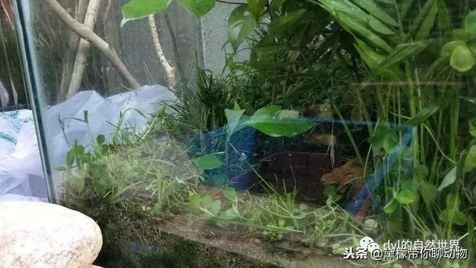 丛林造景黄缘龟池设计图大全,龟宝宝黄缘龟生态缸造景教程