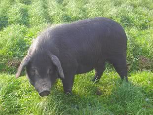 黑米黑芝麻一天吃多少可以黑发,黑米超级健康食物