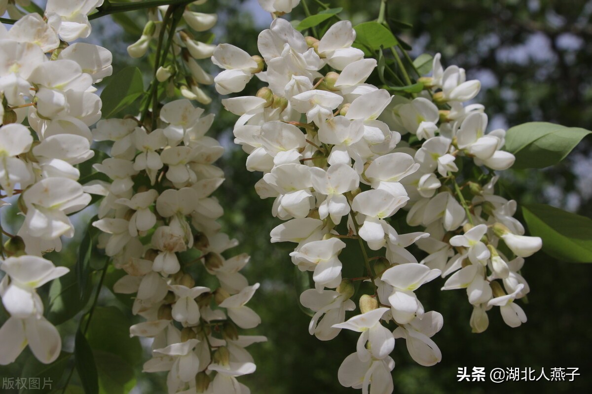 常见野菜的种类和图片大全 (各种野菜大全带图片)