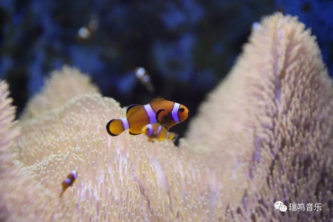 瑞鸣唱片24k限量版,24k金碟珍藏歌曲