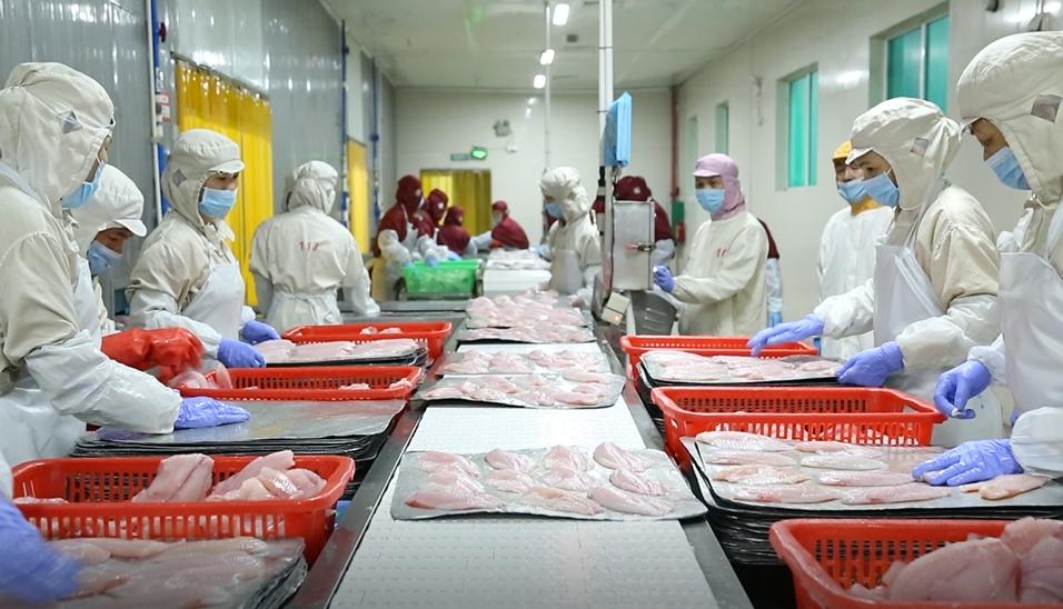 仅靠“两条鱼”，这位潮商白手起家缔造出二十亿年产值的渔业王国