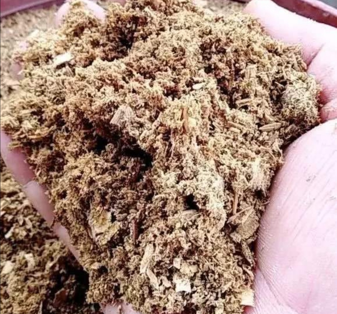 君子兰烂根了用生根液浇行吗,君子兰烂根后可以用碘酒杀菌吗