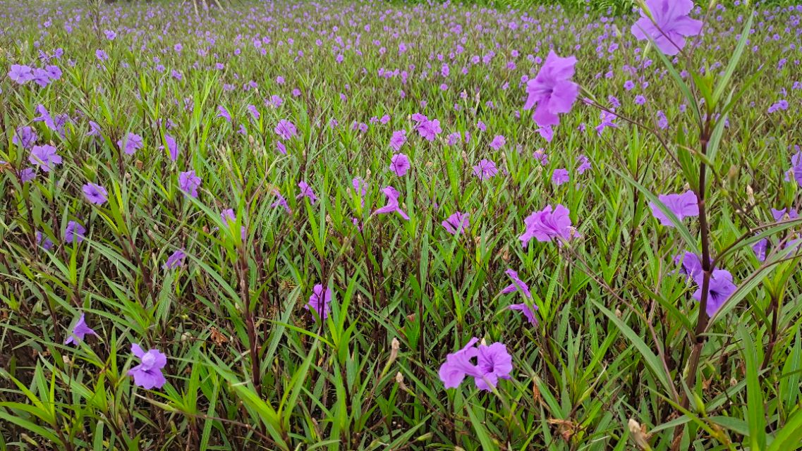 珠海井岸黄楊河湿地公园,20200927