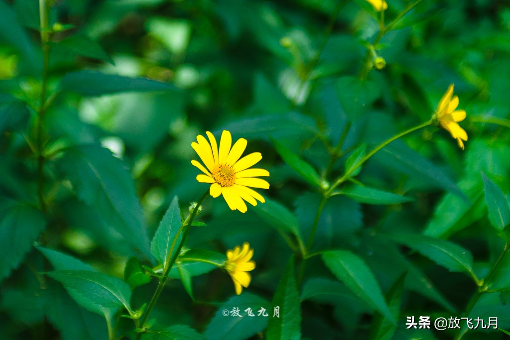 北京房山象鼻山,北京象鼻山在哪里