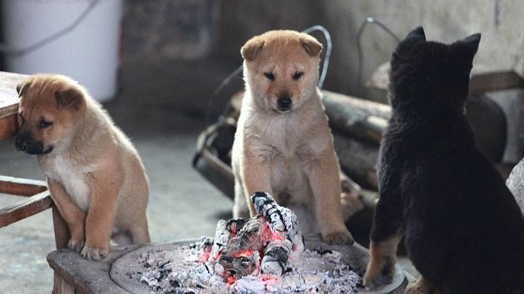 农村老土狗收购,农村有人高价收购10年以上老土狗