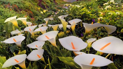 马蹄莲开花清新素雅，掌握五个养护技巧，轻松帮您养好马蹄莲