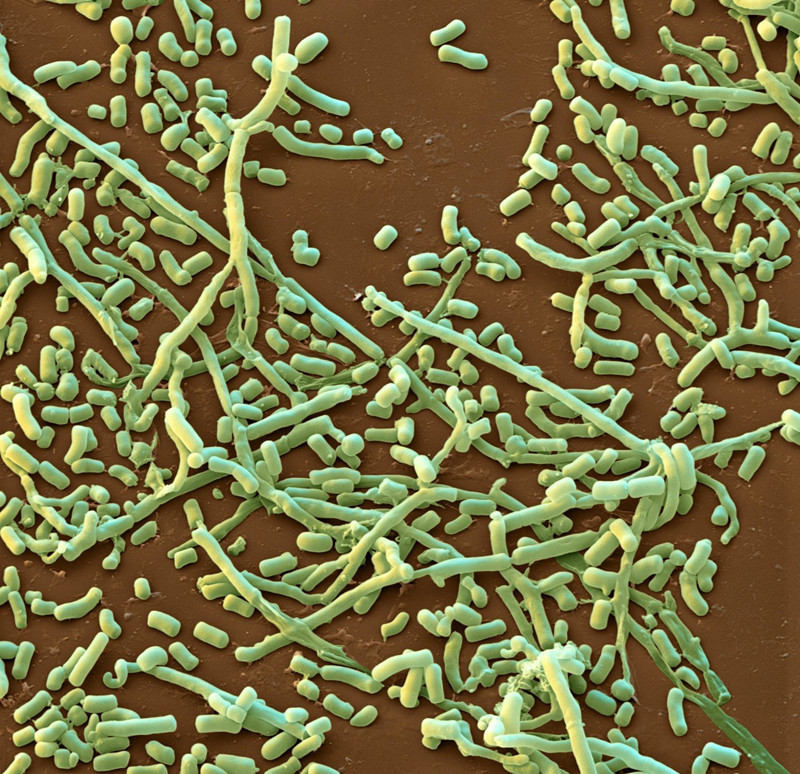 霉菌致病吗,霉菌感染导致的溃烂要多久能好