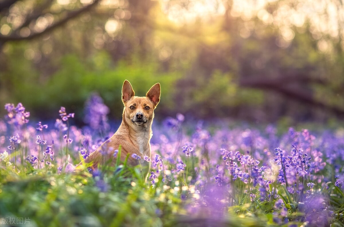 狗狗呕吐物呈乳白色是否正常,狗狗呕吐物是白色很腥