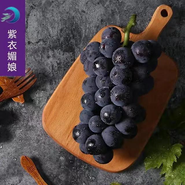 参展企业介绍,参展种业博览会的公司